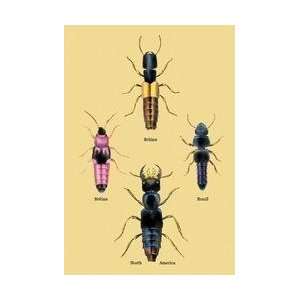  Beetles from Britain Brazil and North America #2 24x36 