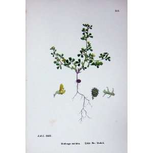   Botany Plants C1902 Littie Bur Medick Medicago Minima