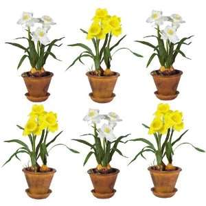  American Daffodil w/Brown Pot (Set of Six)