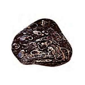  Turritella Agate Fossil Rock Tumbled 1 1.5 Inch w Info 
