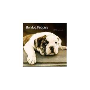  Bulldog Puppies 2010 Wall Calendar: Office Products