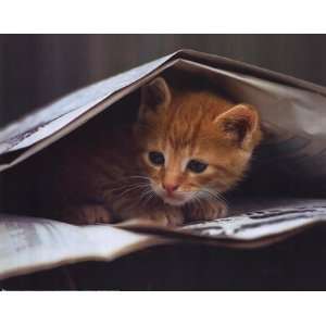  Cat Reading the Paper by Stuewer 20x16: Kitchen & Dining