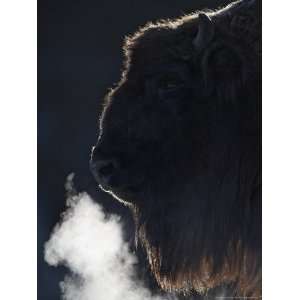 , Close up Portrait of Adult Female Showing Backlit Breath (Captive 