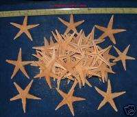 100+ TAN STARFISH 2   4+ STAR FISH SEA SHELL crafts  