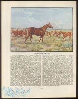 1933 The King Ranch Texas sorrel stallion horse print  