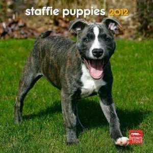  Staffordshire Bull Terrier Puppies 2012 Small Wall 