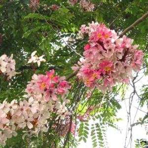 Pink & White Shower Tree, Cassia Javanica Seeds  