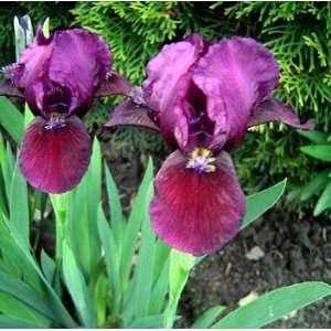  Cherry Garden Dwarf Bearded German Iris   Potted Patio 