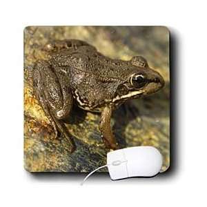  VWPics Spanish Nature   Common Frog (Rana temporaria 