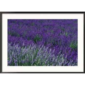  Lavender Fields in Sequim, Olympic Peninsula, Washington 