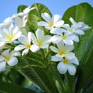  Plumeria Type candle & soap fragrance oil: Home & Kitchen