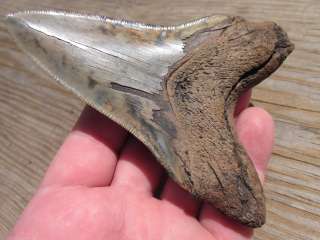   Megalodon Shark Teeth fossils with confidence from the Tooth Sleuth