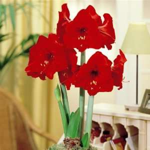  Hippeastrum Amaryllis Red Lion   1 flower bulb Patio 