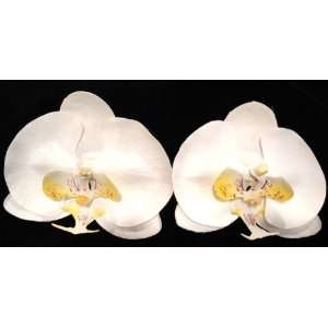   White) Exotic Real Touch Phalaenopsis Orchid Flower Hair Clip (1 Pair