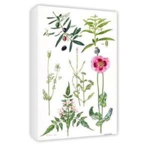  Opium Poppy and other plants (w/c) by   Canvas   Medium 