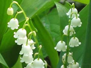 Lily of the Valley Pips   Fresh and Healthy Plants (10)  