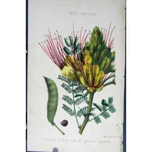  Poinciana Gilliesn Antique Botanical Print C1875