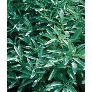    Herb, Sage Organic 1 Pkt. (100 seeds) Patio, Lawn & Garden