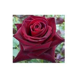  Black Baccara Rose Seeds Packet Patio, Lawn & Garden