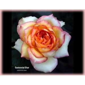  Centennial Star (Rosa Hybrid Tea)   Bare Root Rose: Patio 