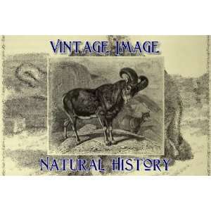   Print Vintage Natural History Image The Mouflon: Home & Kitchen