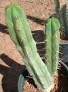 San Pedro Cactus Seeds * Great Houseplant