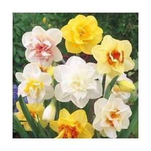  Double Daffodil Mix