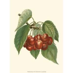    Red Cherries by John michael Wright 10x13