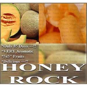 50+ HONEY ROCK CANTALOUPE MELON seeds HIGHLY AROMATIC ~~ Grows very 