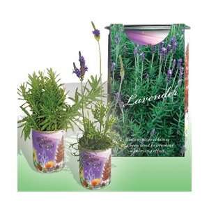  The Patent Magic Herb  Lavender: Patio, Lawn & Garden