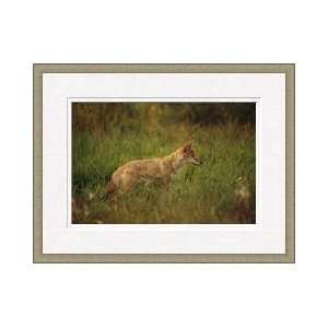  Young Coyote Framed Giclee Print