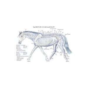   Meridian Chart Set of 4 Horse (Lake Forest Anatomicals Vet Models