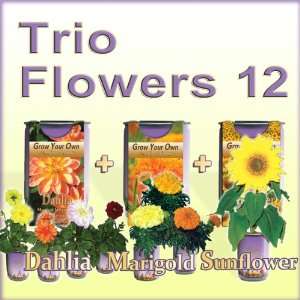  All In One Trio Growing Pack Dahlia, Sunflower and 