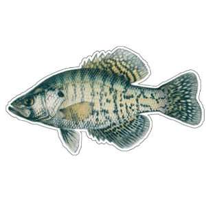   CRAPPIE  Fish Decal  window sticker truck fishing: Everything Else