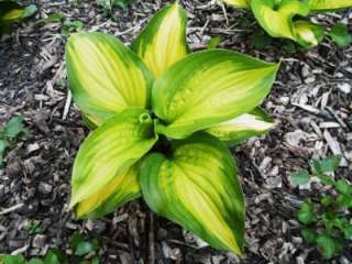CATHEDRAL WINDOWNS HOSTA bare root multiples available  