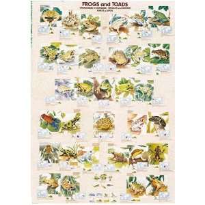  Frogs and Toads Poster Toys & Games