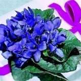   CHARLOTTE (SWEET VIOLET) SWEETLY SCENTED PERENNIAL FLOWER SEEDS  