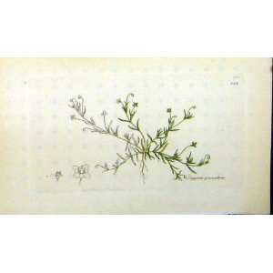  1801 Sowerby Botanical Print Sagina Procumbens Plant