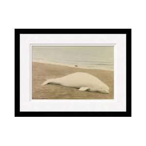  Beached Beluga Whale Framed Giclee Print