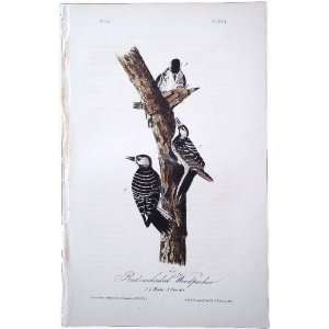 Red cockaded Woodpecker   Original Audubon 1st Edition 