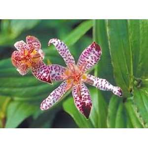 Empress Toad Lily Shade Perennial   Tricyrtis   Potted 