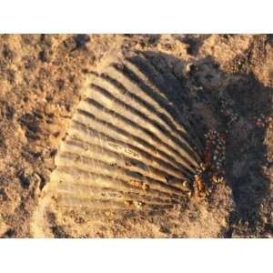  Fossil of a Shell on Ellesmere Island National Geographic 