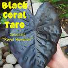   TARO Colocasia esculenta ~Royal Hawaiian~ ELEPHANT EAR Live sm Plant