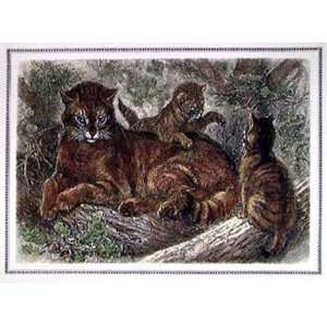  Wild Cat Poster Print