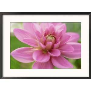 Dahlia X Bluesette (Park Dahlia), Close up of Pink Flower Framed 