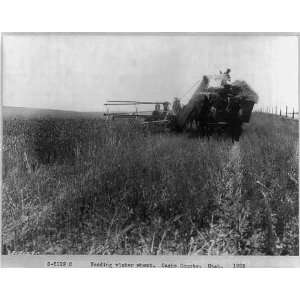   Heading winter wheat,Cache County,Utah,UT,1925,horses