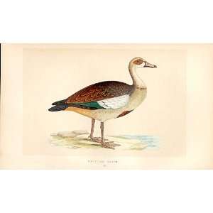  British Birds 1St Ed Morris 1851 Egyptian Goose 257