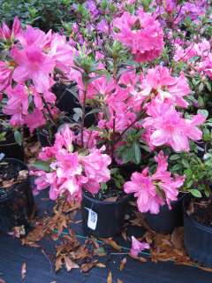 Azalea, Southern Charm, spring flowering Pink flowers  