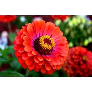  Red Jewel Zinnia Seed Pack Patio, Lawn & Garden