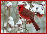 10 new PERSONALIZED red cardinal bird card assortment  